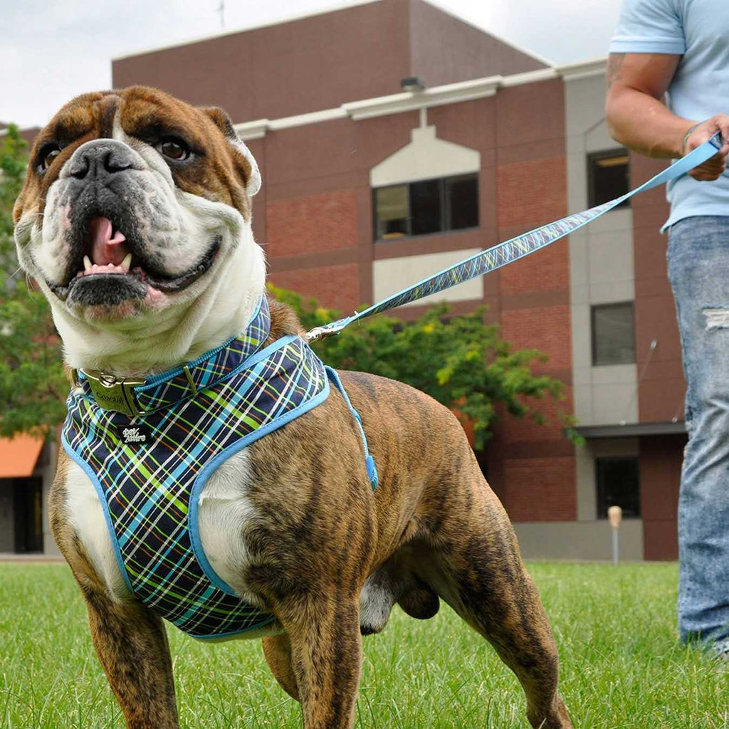 Adjustable Dog Harness Q81053