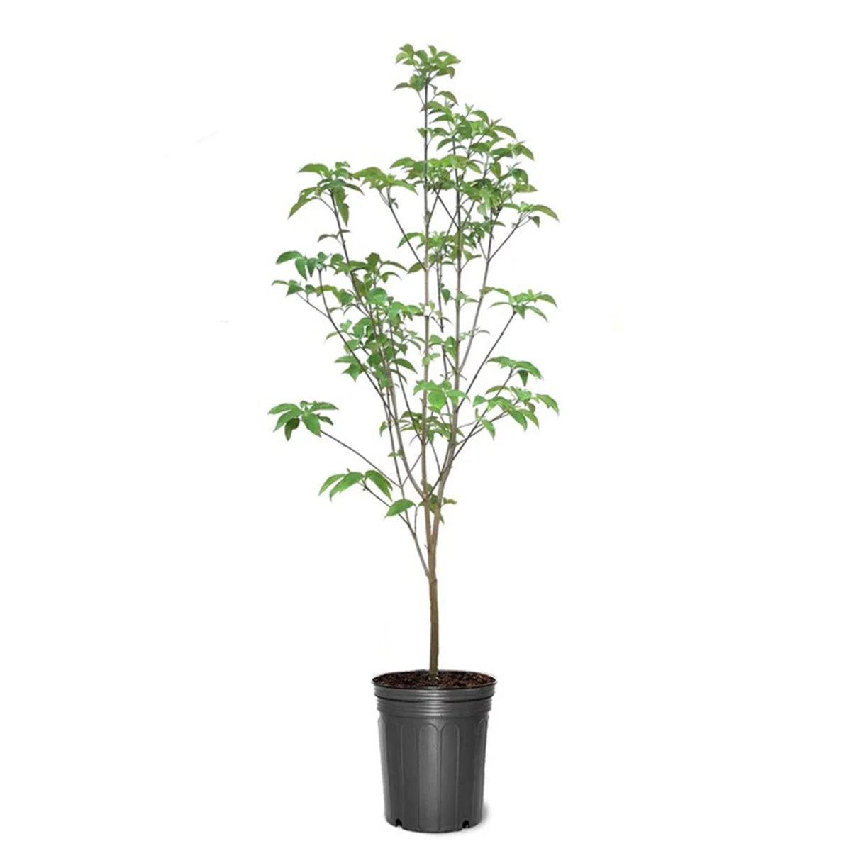 18" Pink Flowering Dogwood Tree Live Plant with Pot H490343