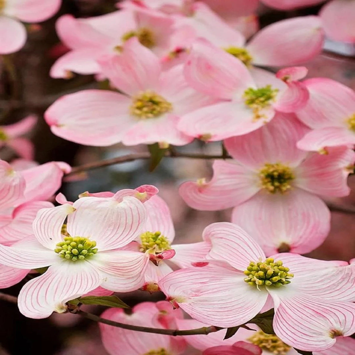 18" Pink Flowering Dogwood Tree Live Plant with Pot H490343