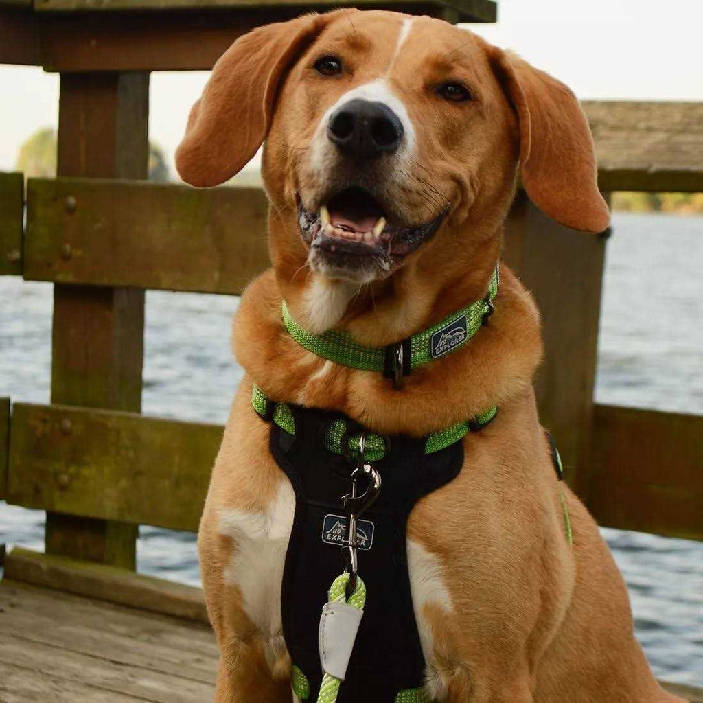 Reflective Adjustable Dog Collar A492750