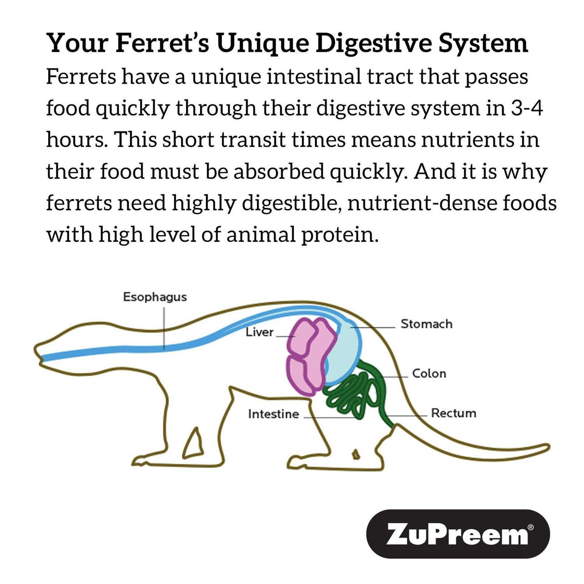 Ferret Diet E156