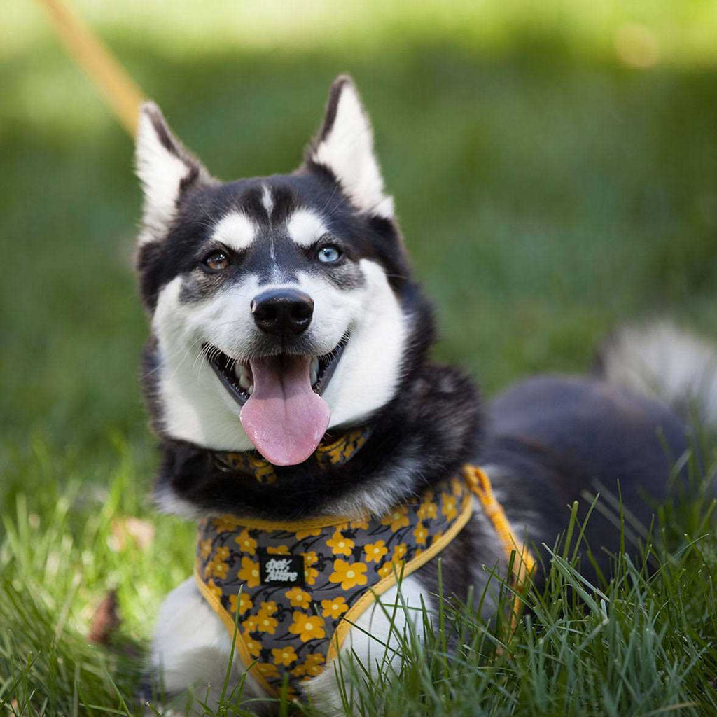 Adjustable Dog Harness Q81053